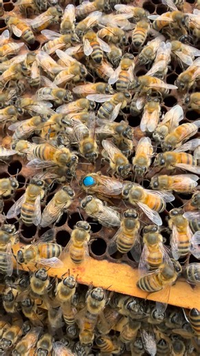 This is very interesting! A queen bee receives an enormous number of sperm cells during her mating flights — typically between 5 million and 7 million sperm cells in total. Here’s a bit more detail: • A queen usually mates with 10 to 30 drones during one or several mating flights. • Each drone deposits about 1 to 2 million sperm cells into her oviducts. • However, only about 3 to 5% of that total (roughly 4–7 million sperm) are stored long-term in her spermatheca, a special storage organ that ke