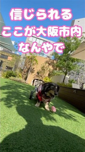 犬連れ必見！大阪にある芝生広々のドッグカフェ #shorts #ペット可 #大阪カフェ