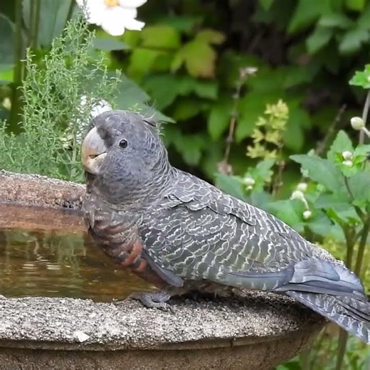 A Rare Moment: Gang-gang Cockatoo Up Close! 🦜💧