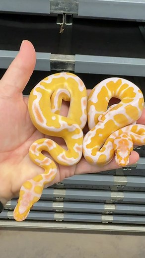 Lavender Clowns! #Python #pythonregiusmorphs #pythonregius #royalpython #ballpython #ballpythonbreeder #ballpythonmorphs #ballpythonsofinsta #ballpythonsofig #ballpythonsofinstagram #clownballpython | Royal Constrictor Designs.com