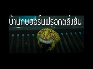 The sounds of male pacman frog mating call non-stop 1.5 Hour for breeding