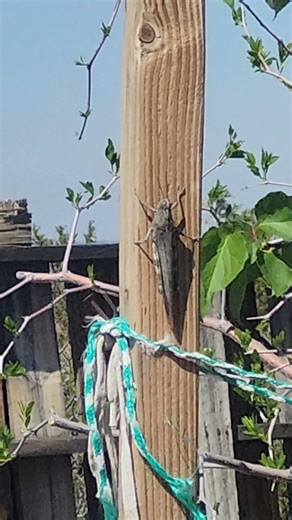 Huge locust in our orchard