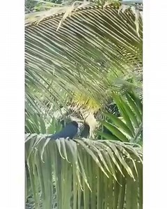 51K views · 14 shares | The cuckoo comes in April, She sings a song...