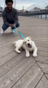 Labrador Puppy Trips Over Its Own Paws Mid-Excitement 😂🐶 #funnydog #viral #shorts