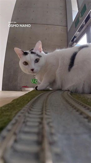 ミニ電車で猫エリア突入🐾