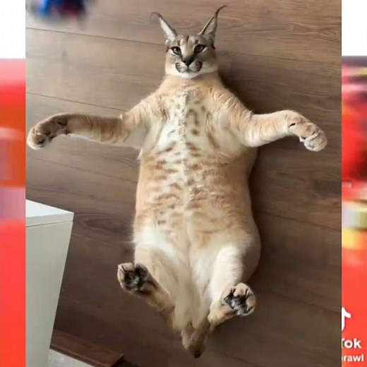 edit : Floppa » pumpa » meme edit