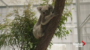 11K views | Koalas from a “significant” population living in bushfire-threatened national park were evacuated by wildlife researchers. The three adult males and five females are part of the most genetically diverse koalas in Australia and are free of chlamydia, according to Taronga Zoo and Science for Wildlife See also: https://globalnews.ca/news/6193078/lewis-koala-fire-update/ | Global News | Facebook