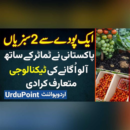 618K views · 8.5K reactions | One Plant Two Vegetables - Pakistani Ne Tomatoes and Potatoes Ikathe Kasht Karne Ki Technology Bana Di #OnePlantTwoVegetables #Tomatoes #Potatoes #Agriculture #Farming #Farmers #Lahore | UrduPoint Videos | Facebook