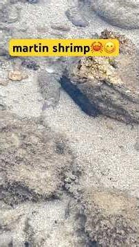 martin shrimp🍤🦞#shrimp