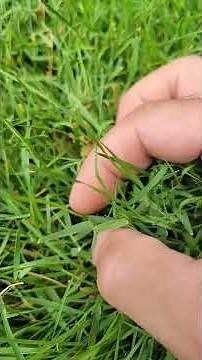 How to identify Bent Grass #bentgrass #grassyweeds