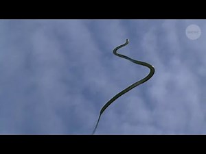 How snakes fly study