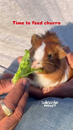 Hand Feeding My Guinea Pig Churro His Favorite Snack ❤️