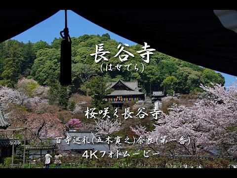 長谷寺（はせでら）桜咲く長谷寺で大観音（十一面観音菩薩立像）特別拝観 ４Ｋ