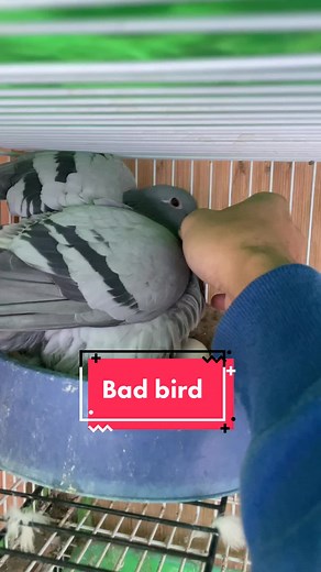 Expert Guide to Racing Pigeons: Care, Health, and Training Tips