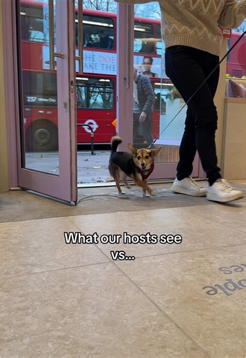 Ever wondered what a visit to Creature Comforts looks like for our four-legged friends?