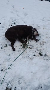 Lou in the snow | Chris Cox