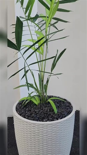 🌿 HIGHLY POLISHED IMPORTED PEBBLES 🌿 Smooth • Shiny • Elegant Perfect for feature areas, garden beds, around planters, and in water features! ✨ Available at D.A.Y. Agencies Ltd ✨ 🧱 WHITE DECORATIVE PEBBLES – 55lb Bags Matte White (1–2 cm / 3–5 cm) • $281.25 VI each • 12  bags: $224.00 VI Polished White (2–3 cm) • $360.00 VI • 12  bags: $288.00 VI Polished White (3–5 cm) • $337.50 VI • 12  bags: $270.00 VI Polished White Glass Pebbles (1–2 cm / 3–5 cm) • $675.00 VI • 5  bags: $607.50 VI ⚫ BLAC