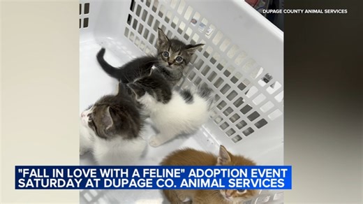 DuPage County Animal Services hosting 'Fall in Love with a Feline' pet adoption event