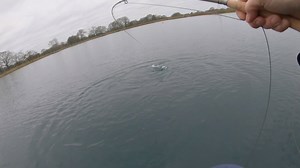 601K views · 2.1K reactions | Played these on a short line to show how the rod absorbs the fight on light tippets. Rod : California Glass #6 ▶︎ https://sunrayflyfish.com/products/sunray-california-glass Line : Slow Sinking Intermediate #6 ▶︎ https://sunrayflyfish.com/collections/fly-lines/products/slow-sinking-intermediate Fly : Mini cat's whisker booby | Sunray | Facebook