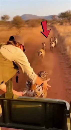 You’ll Cry after Watching These videos Mother Animals Save