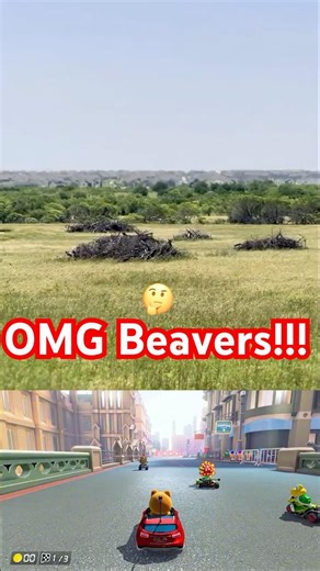 The Weird & Shocking Life of Beavers