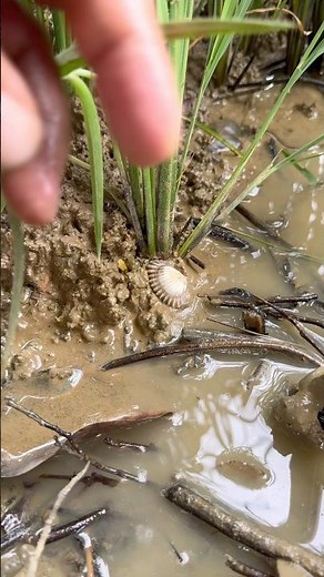 BEAUTIFUL PEARLS IN CLAM FOUND #clam #pearls #crystals #oysters #shorts