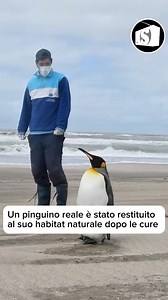 Il re tornato al mare: la commovente storia di un pinguino reale Un Pinguino Reale, specie rara sulle coste di Buenos Aires, era stato trovato ferito nell’agosto scorso sulla spiaggia di Pinamar. A segnalare la sua presenza è stata la @fundacionecologicapinamar, che ha immediatamente allertato il l team di soccorso @fundacionmundomarino colpito sia dalle sue ferite visibili che dall’eccezionalità della sua presenza in quella zona. Dopo oltre sei mesi di cure e riabilitazione presso la Fundación 