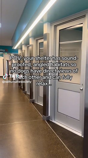 Relaxing Shelter Life: Happy Dogs Finding New Homes