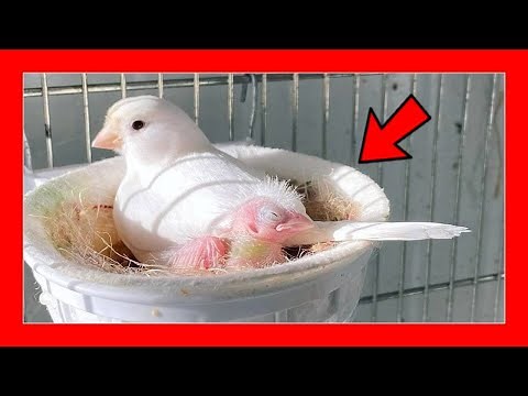 ✅ 10 Tricks to breed canaries 100% | Canaries breeding for beginners