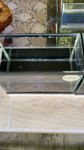 Betta new tricks 👌