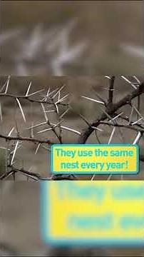 Have you ever seen an Eagle on stilts? 🦅