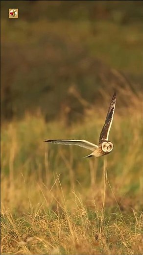 Shorteared Owl Sounds | Flying Low Over Grassy Field 🦉