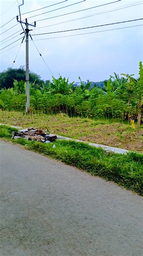 32K views · 573 reactions | Pepeling Sunda #sunda #desakuring | Desa Kuring | Facebook