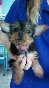 Video: Yorkie Reportedly Traded for Crack Found