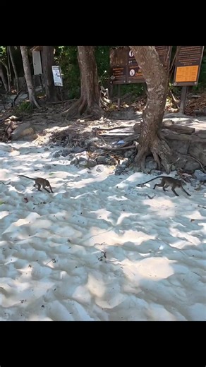monkeys playing on the beach in Thailand #monkeyisland #phiphiislands #thailand
