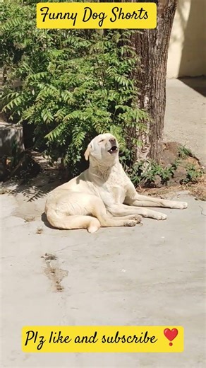 viralshort#ytshort#funnyshorts#followme#nonfollowers#dogshorts#funydog#youtube#followme#nonfollowers
