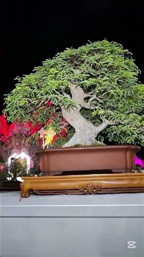 5 Bonsai Tools I Actually Use Every Day💹