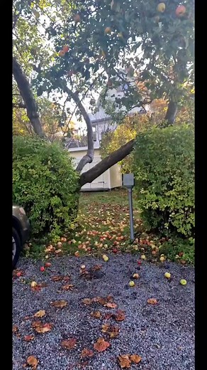 Exploring a Tranquil Apple Orchard in Autumn