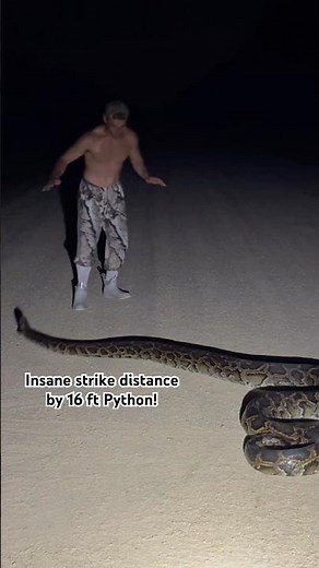 INSANE strike distance on this 16 foot Burmese Python I caught in the Florida Everglades 😳😳