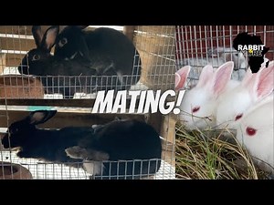 Mating Rabbits | How to Breed Rabbits | Successful Rabbit Breeding