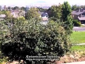 Cotoneaster lacteus