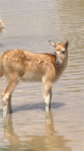 Père David’s Deer fawns take a swim with mom. 🦌 This species is native to the subtropical river valleys of China. #deer #babyanimals #summer #swimming #zoo #safari | Wild Animal Safari - MO