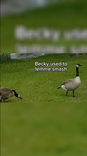 Lemme Smash but with Geese in 2025?! 💀😂😭