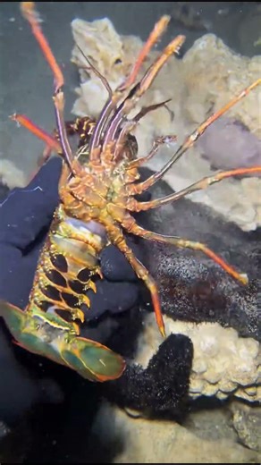 Deep Sea Hunt 🤿 Spiny Lobster, Crabs & Moray Eel