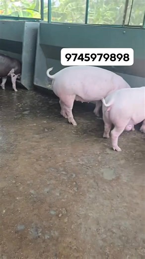 Introducing our Steel Pig Double Side Feeder — built tough for modern pig farming! 🌾🔩 ✅ Heavy-Duty Steel Construction — Rust-resistant & long-lasting ✅ Double Feeding Sides — More pigs fed, less time wasted ✅ Easy to Clean & Maintain — Saves you effort every day ✅ Optimized Feed Flow — Reduces wastage, boosts growth ✅ Stable & Secure Design — No tipping or spilling Perfect for farms of all sizes — from smallholdings to commercial operations! 🚜🐖 📍 Order Now and give your pigs the feeder they