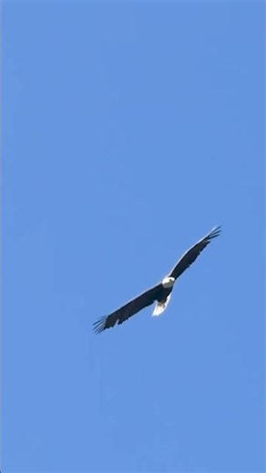 I filmed this Bald Eagle this morning here in the Rocky Mountains #rockymountains