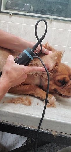 Shaving the inside of a Cocker Spaniel dogs ears with clippers, dog grooming from home