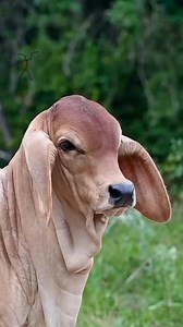 397K views · 22K reactions | Brahman calves up close — bone, style,...