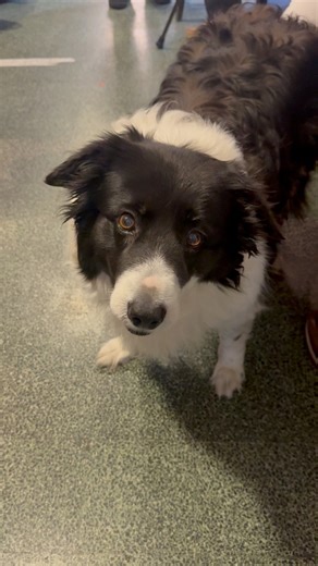 The dog needs coffee #AnimalsCinematic #reelsvideoシ #dog | Animals Cinematic