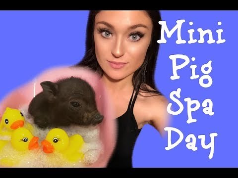 How To Give A Mini Pig A Bath (And Pedicure)!